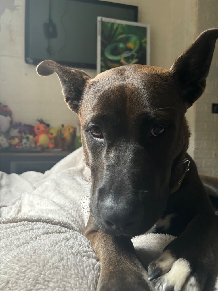 Beautiful Bella 19 month old Cane corso x