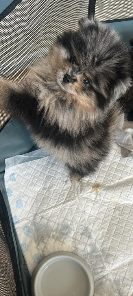 Pomeranian bluemerle