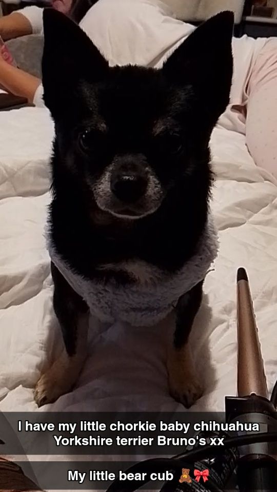 Chorkie 