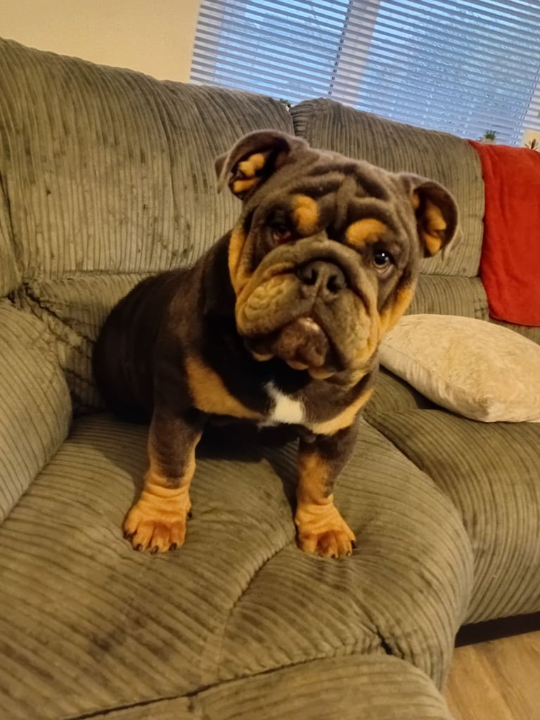 English bulldog 