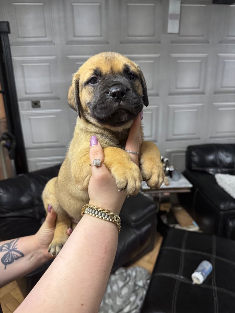 Bullmastiff x American Staff