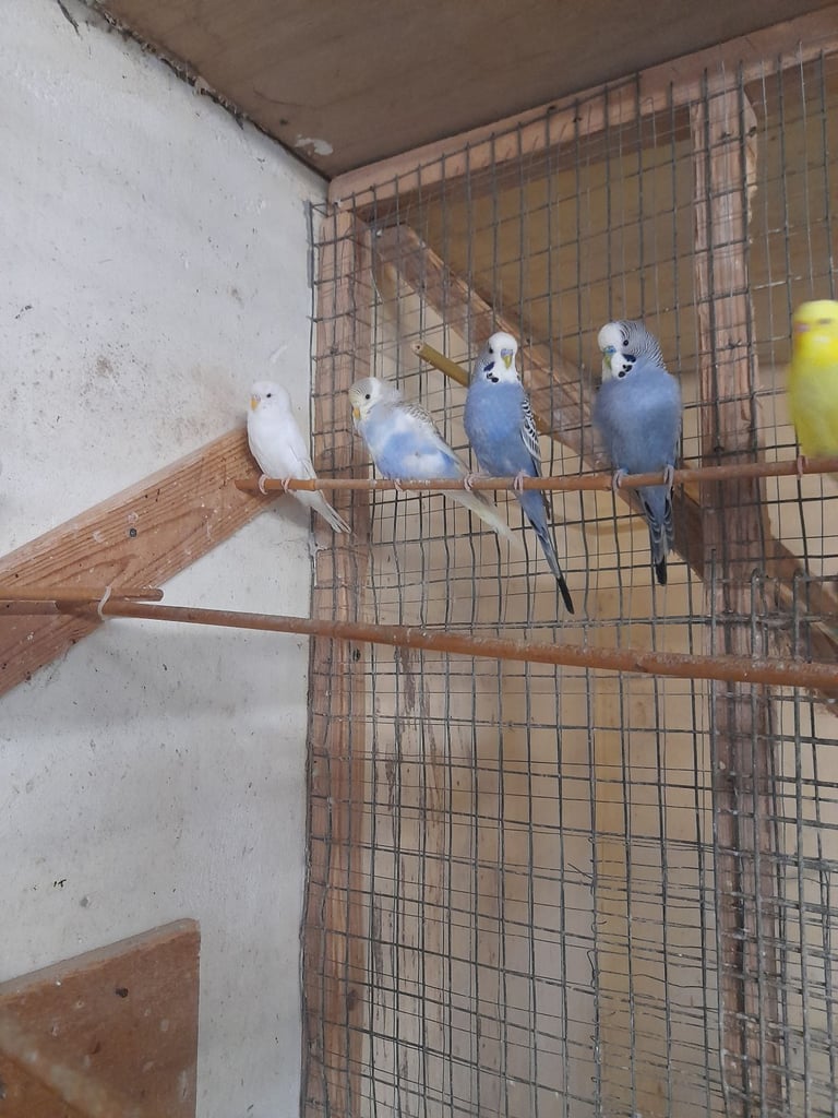 Budgies for sale 
