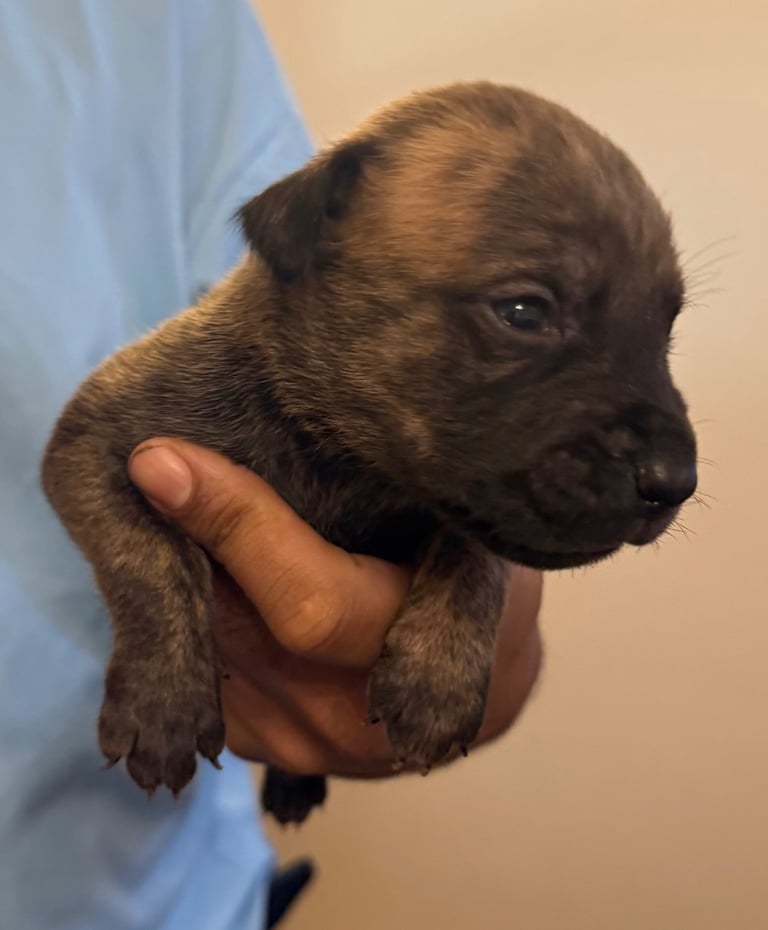 Dutch Herder x American Bully pups