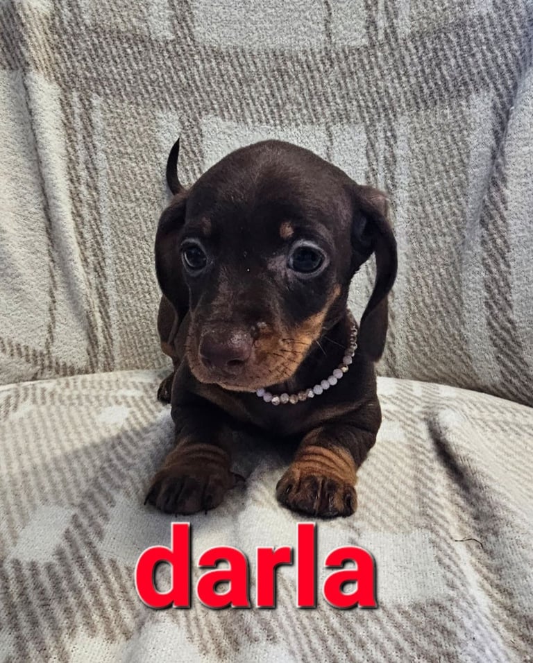 Dachshund puppies