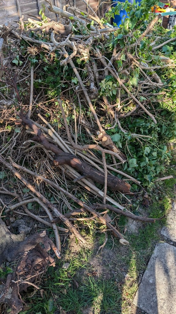 image for Free Firewood for a bonfire?