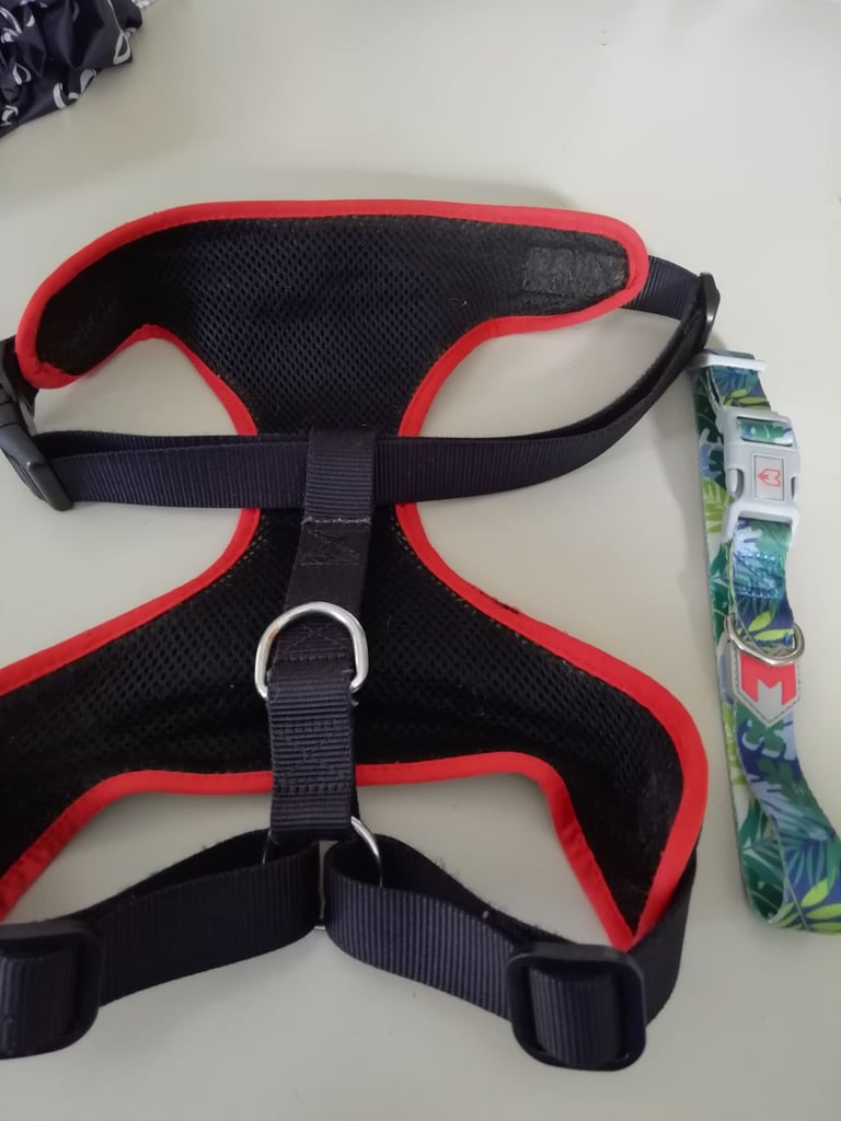 Dog harness and Collar 