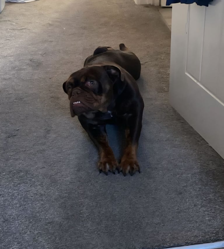 English bulldog