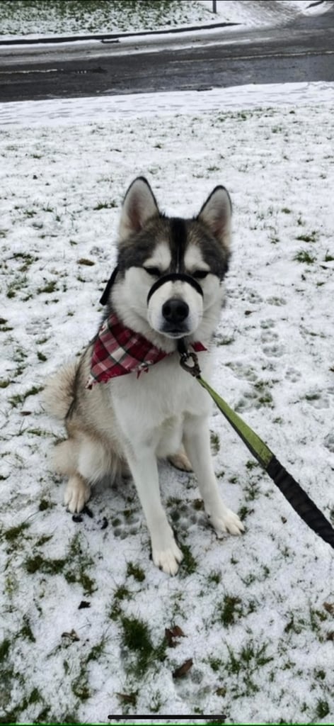 Siberian Husky for rehome