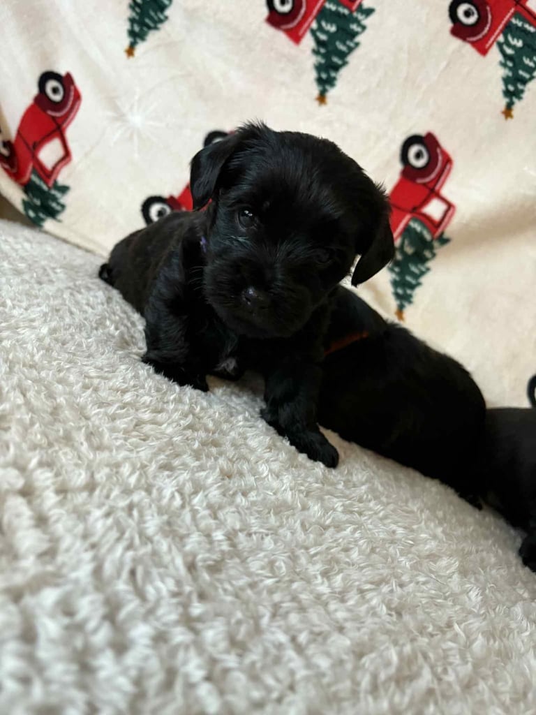 Yorkiepoo puppy’s for sale, Yorkshire terrier / poodle 