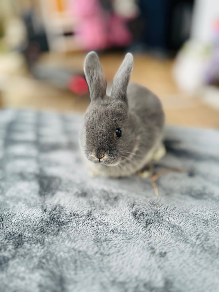 Rabbits for sale