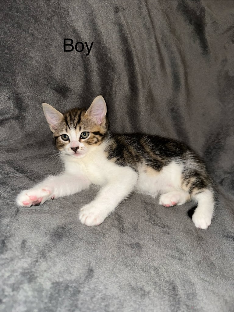 Kittens 