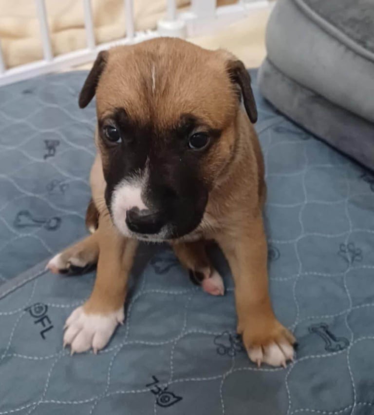 Mastiff x staffy puppy Final Girl