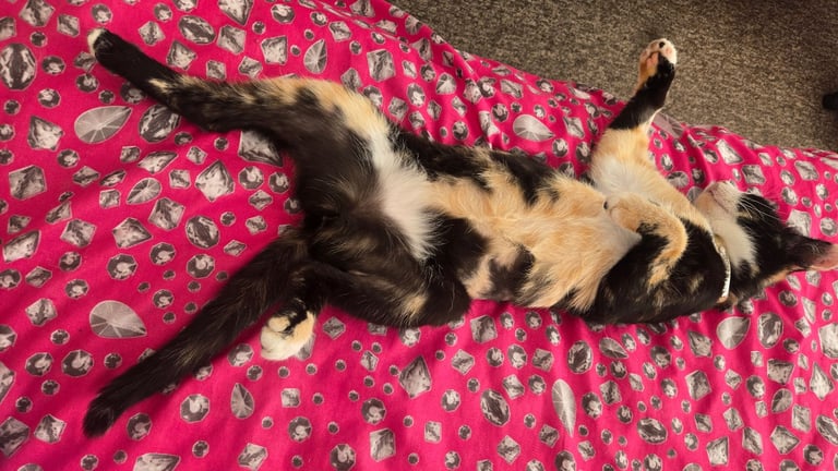 Calico Female Cat – 1 Year Old Responsible Rehoming