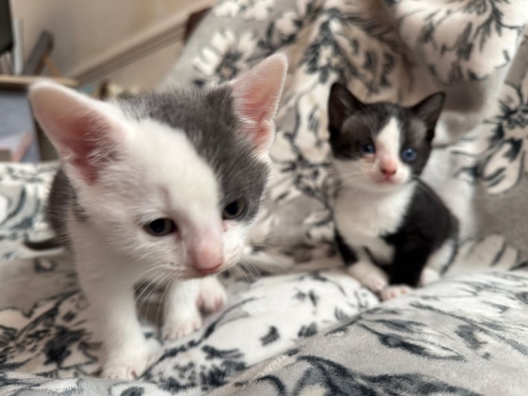 2x grey/white male kittens 