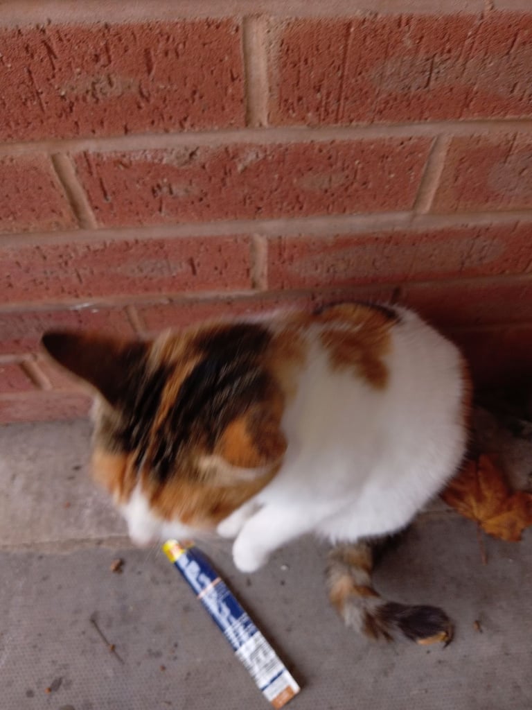 image for Cat 