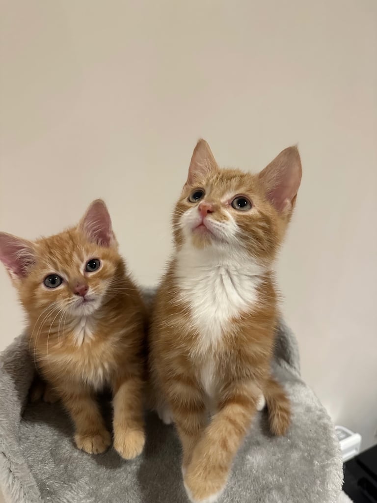 Ginger kittens available