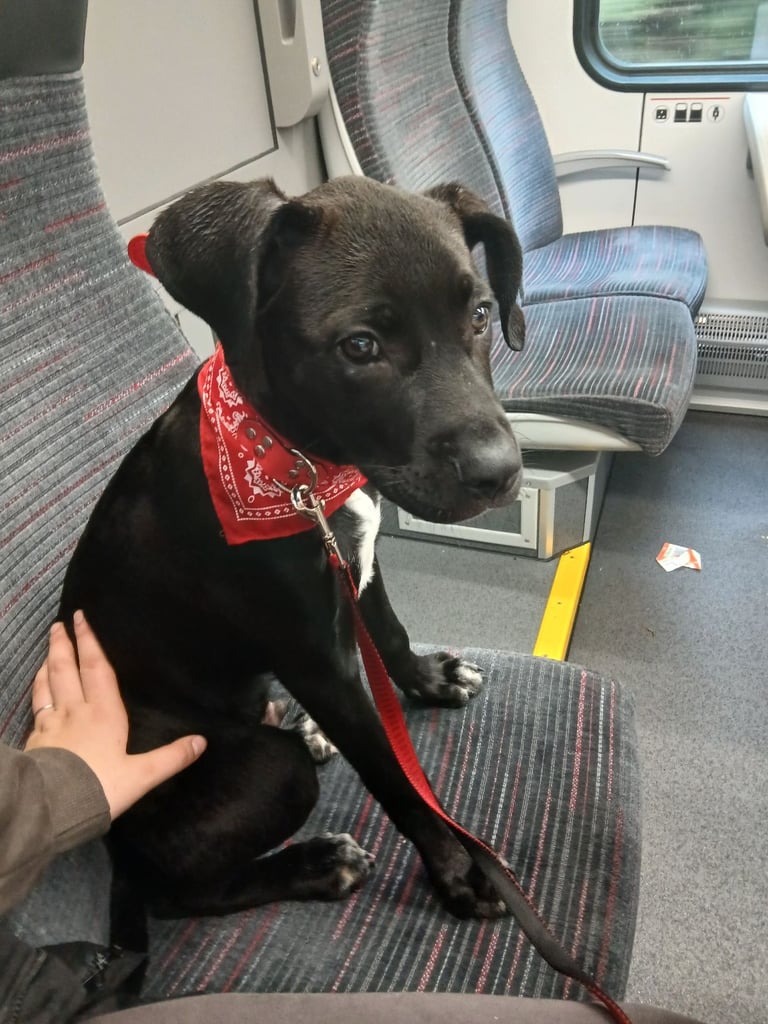 Cane Corse/grayhound 