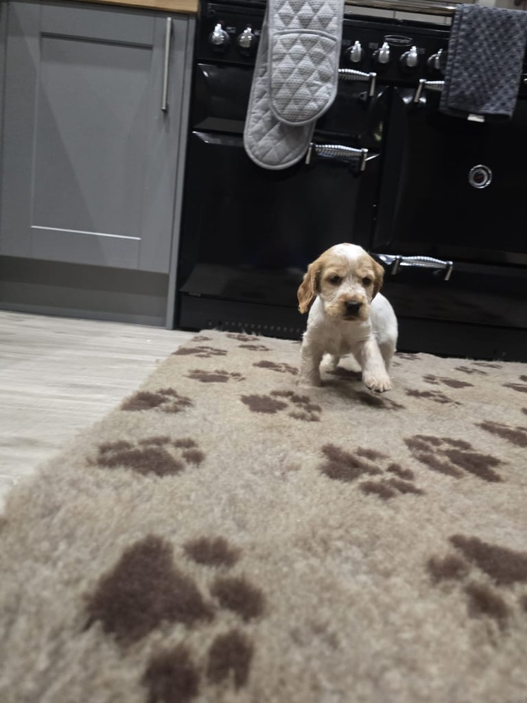 Show Cocker Spaniel Puppies 