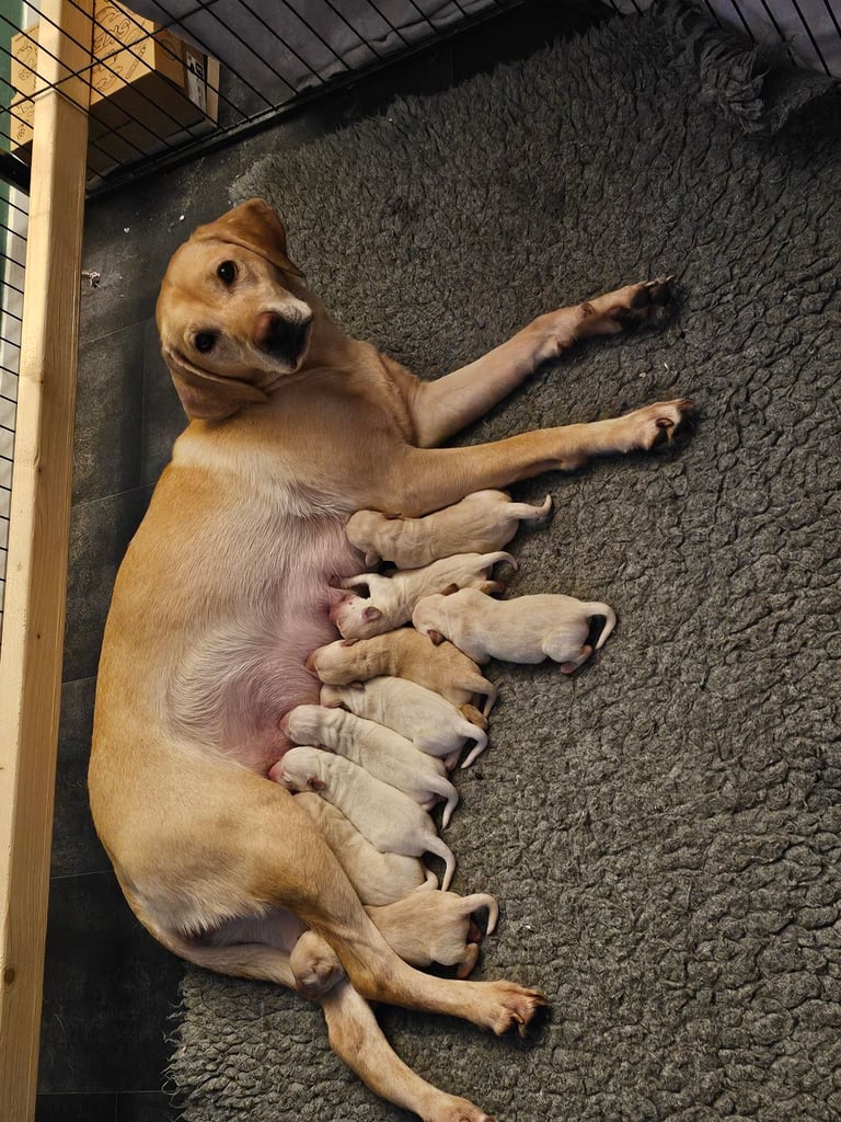 Beautiful Yellow Labrador Puppies for Sale