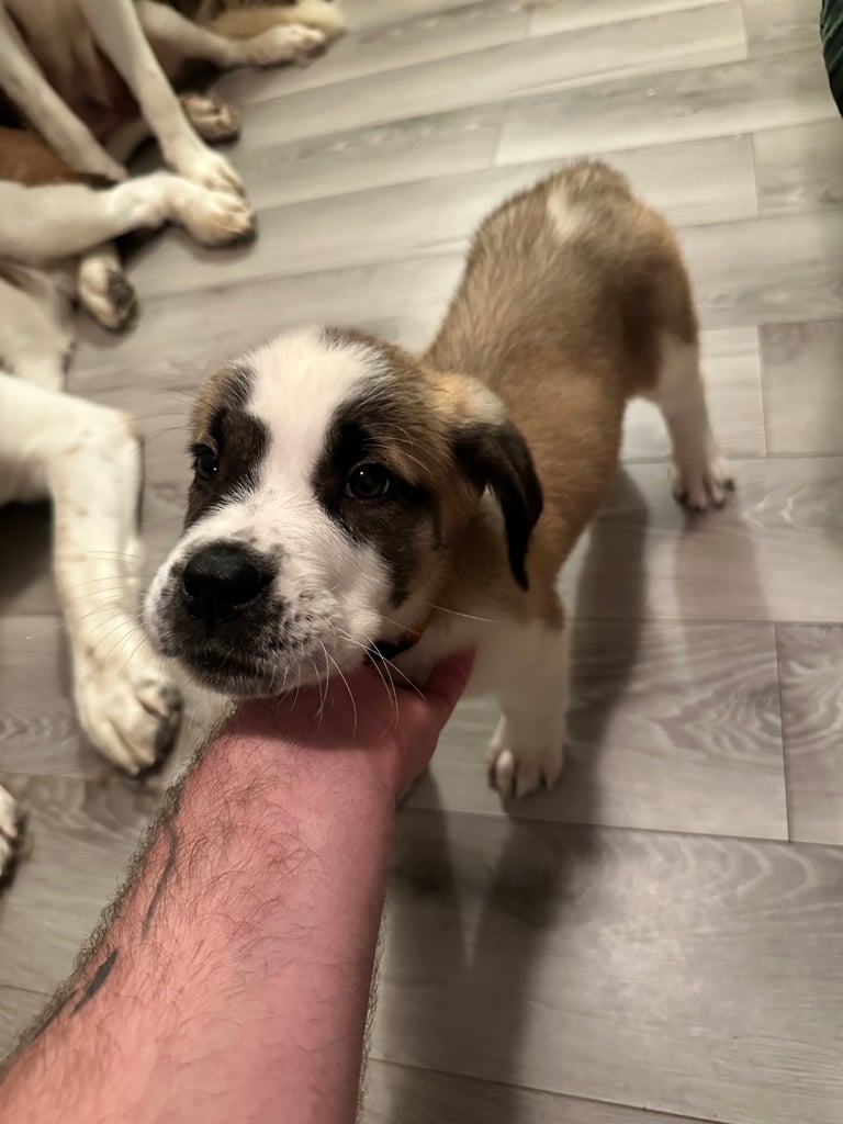 St Bernard puppies 