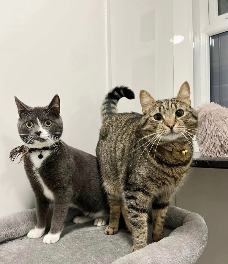 1 year old Cat grey and white