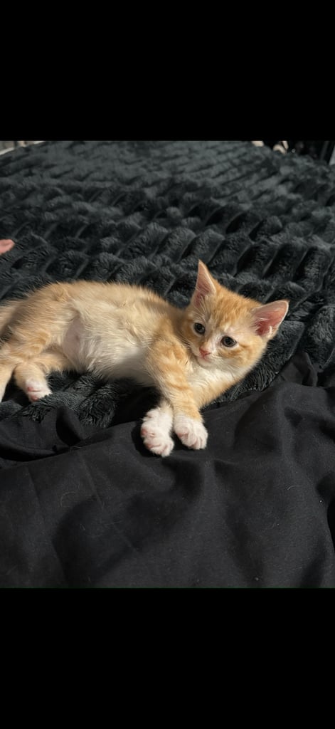 2kittens 1 boy fluffy one and a girl