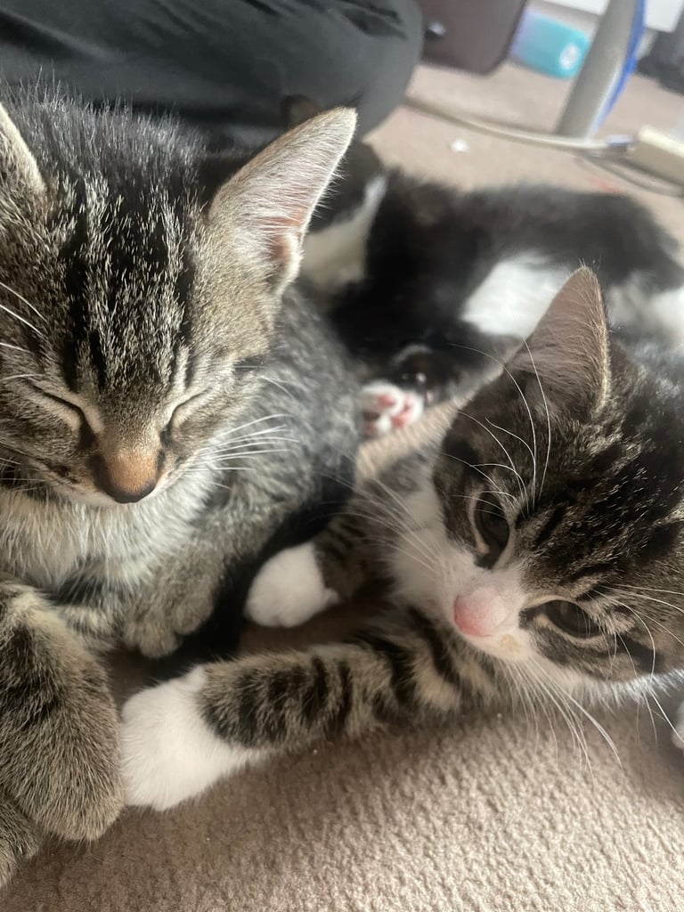 6 kittens for sale
