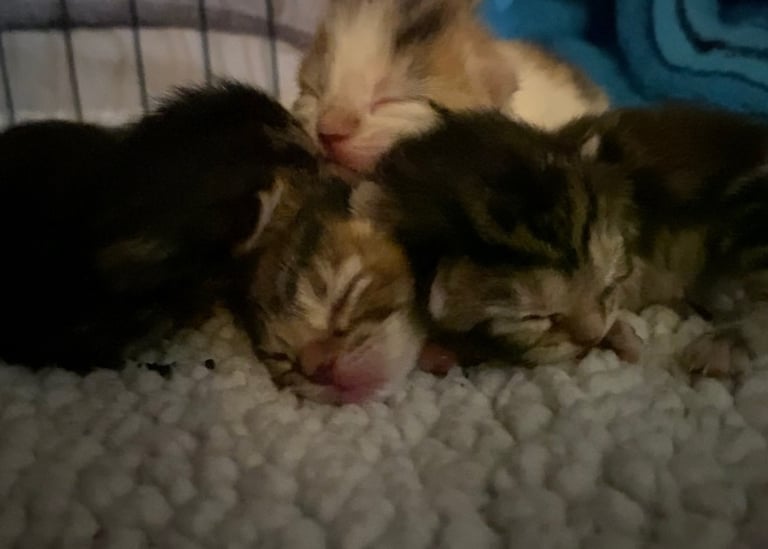 4 beautiful kittens