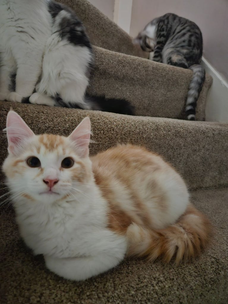 Beautyful siberian kitten looking for a new home for ever.