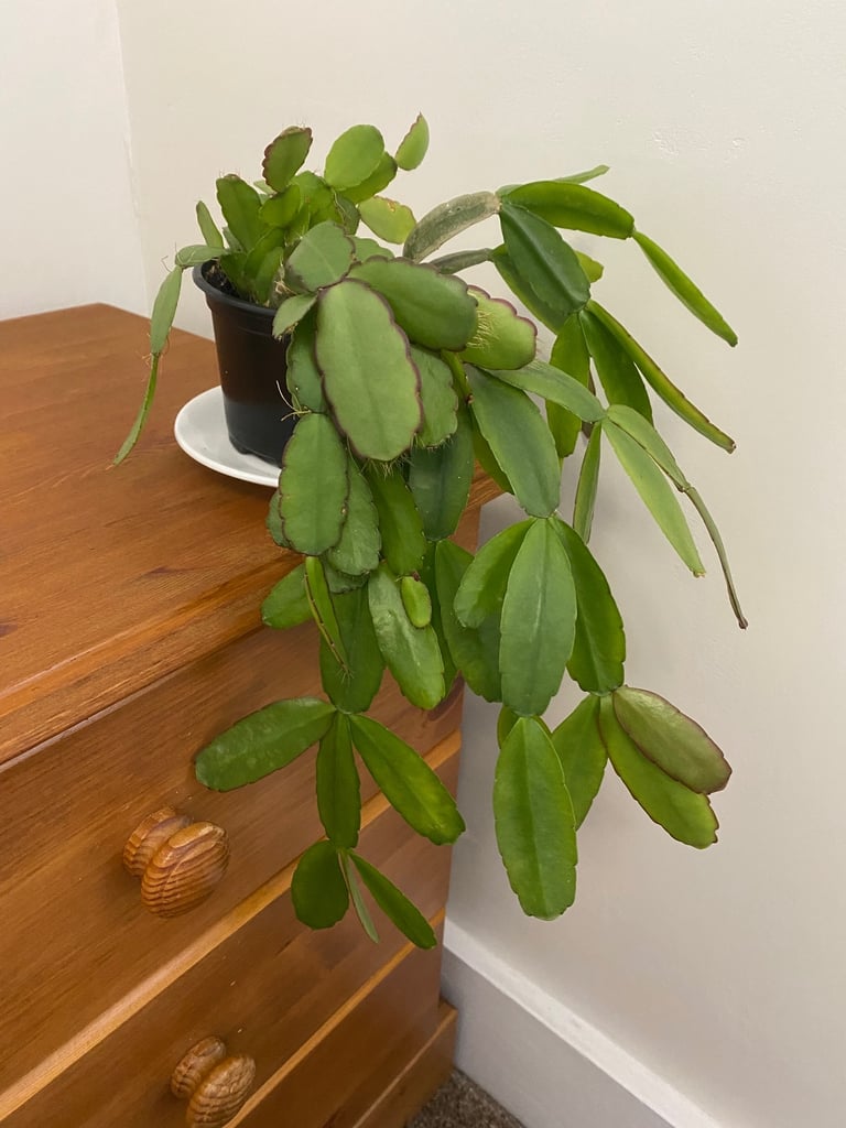 2 colours Christmas cactus -  house plan