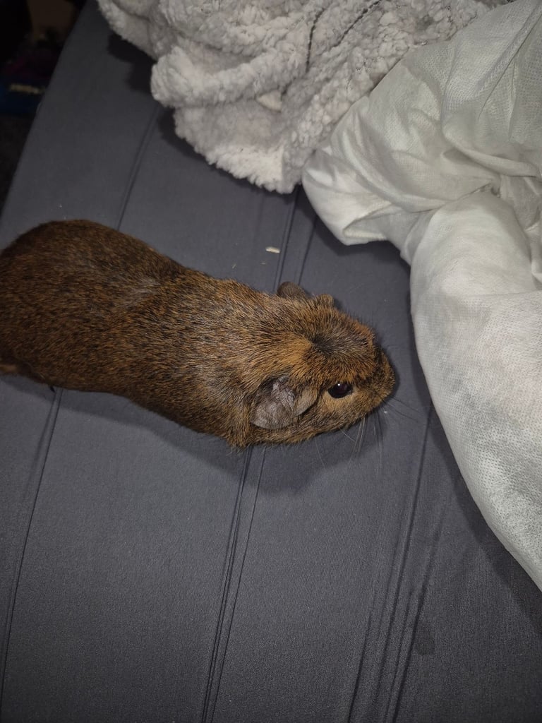 Guinea pigs 