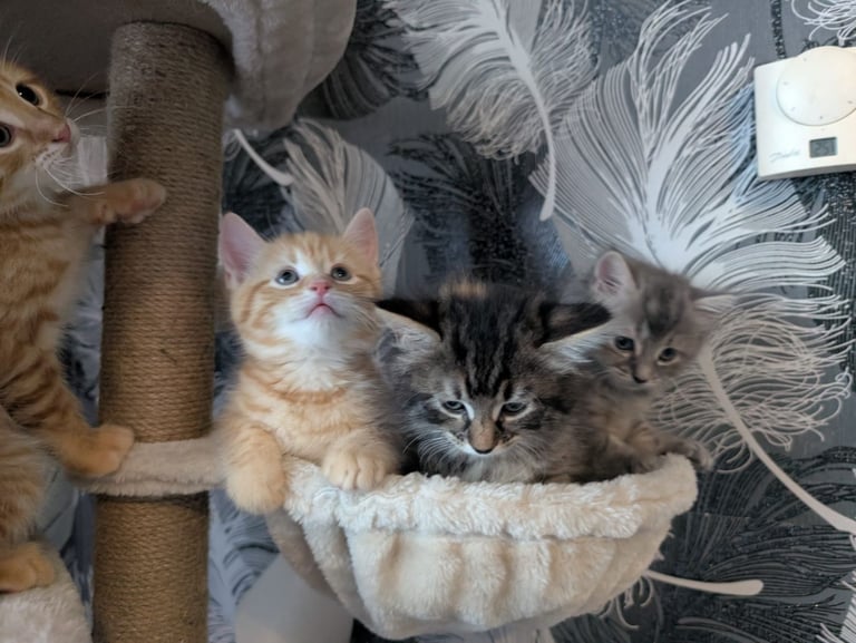 image for Kittens for sale 