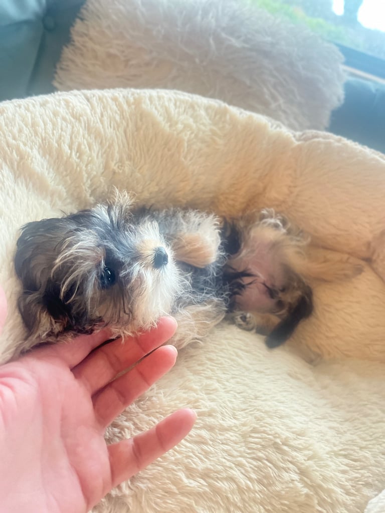 Yorkie female puppy 