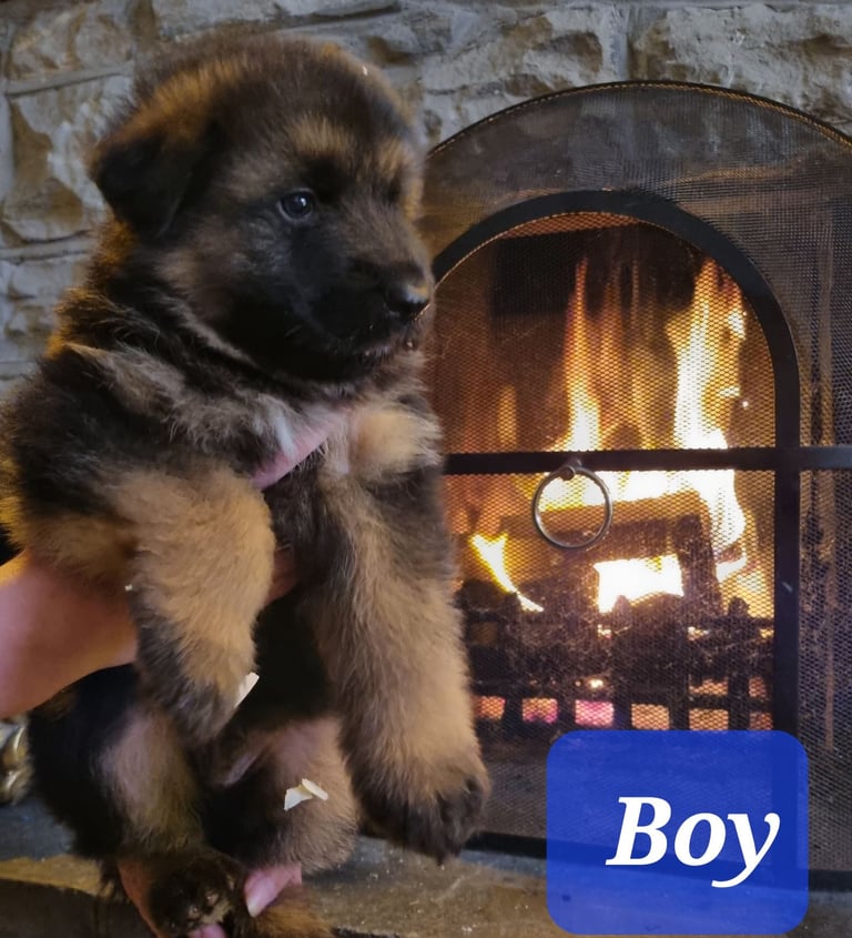 image for Pedigree registered German shepherd pups