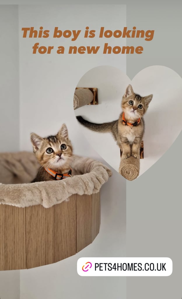 image for British shorthair pedigree Tica golden 