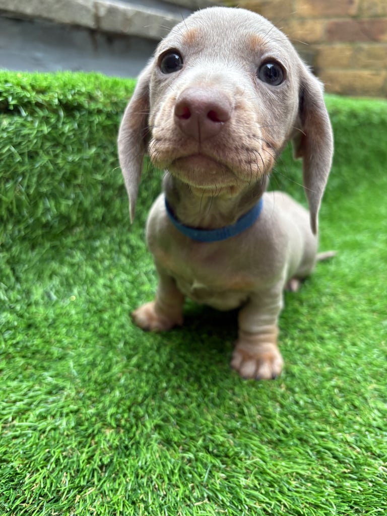 Dachshund pups
