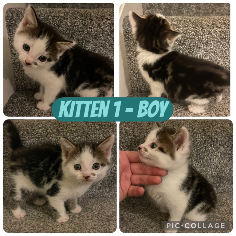 Beautiful kittens for sale ready 19/11/25