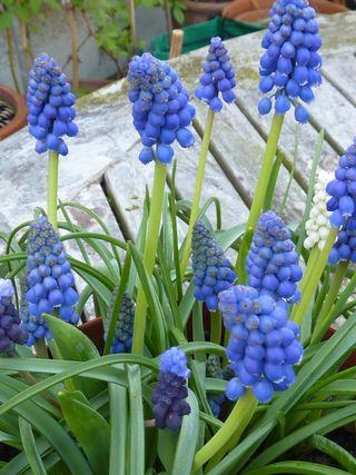 Large Flowering Muscari / Grape Hyacinth Pot