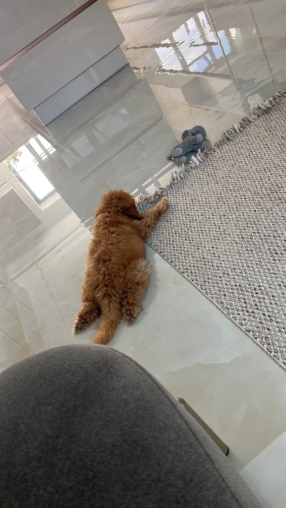 Cockapoo