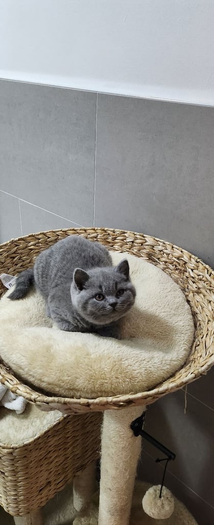 British shorthire kittens 