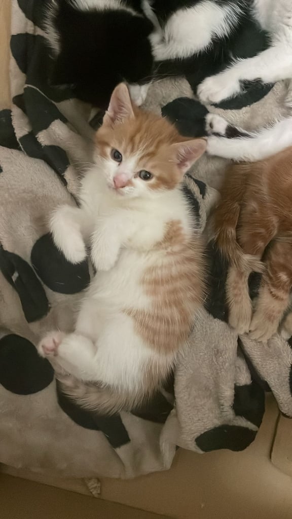 4 beautiful kittens 