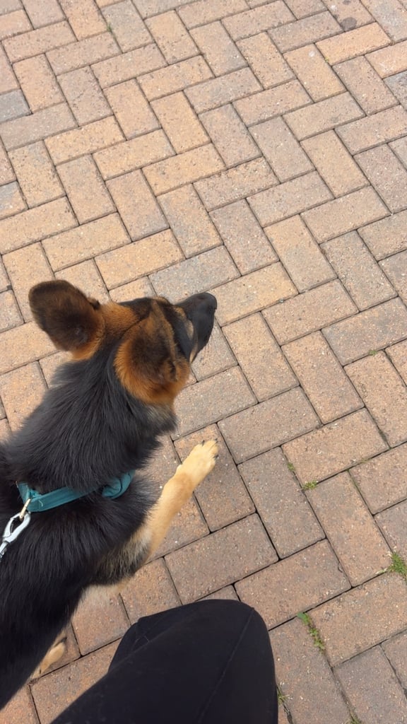 image for German shepherd pup 