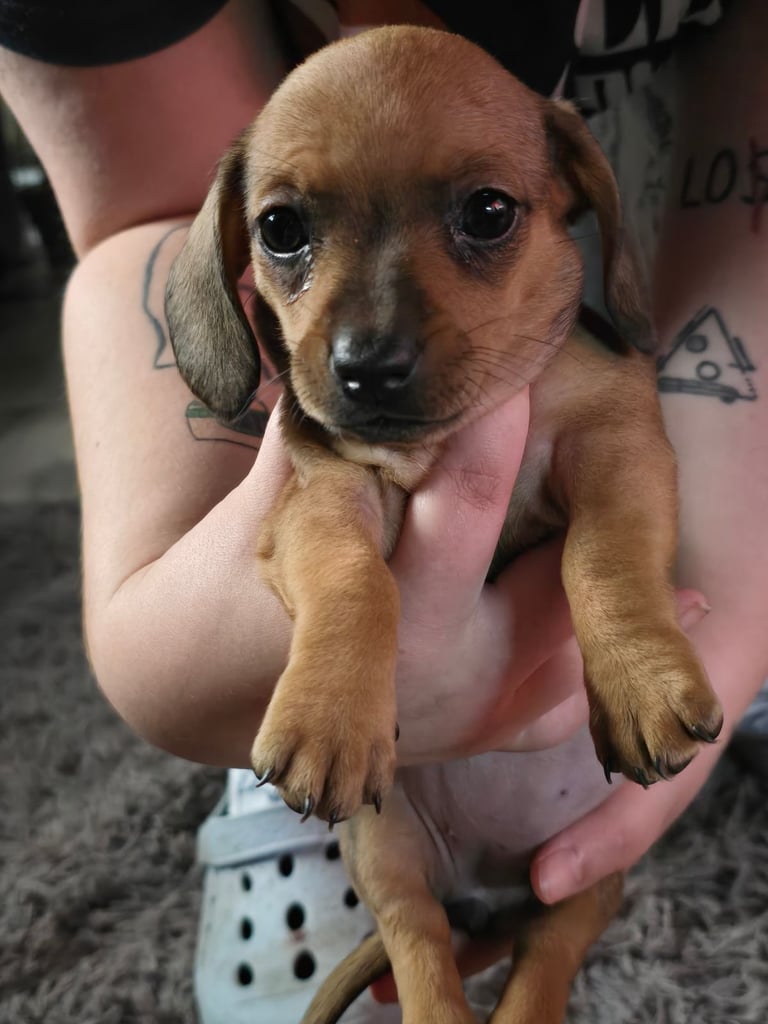 Miniature daushaund x Terrier cross puppies