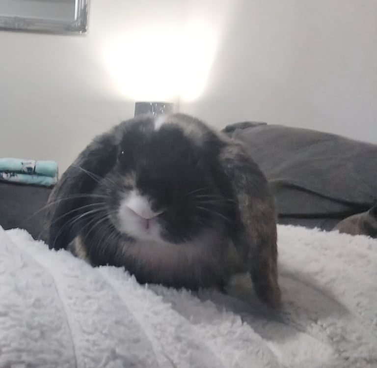Mini lop boys available 
