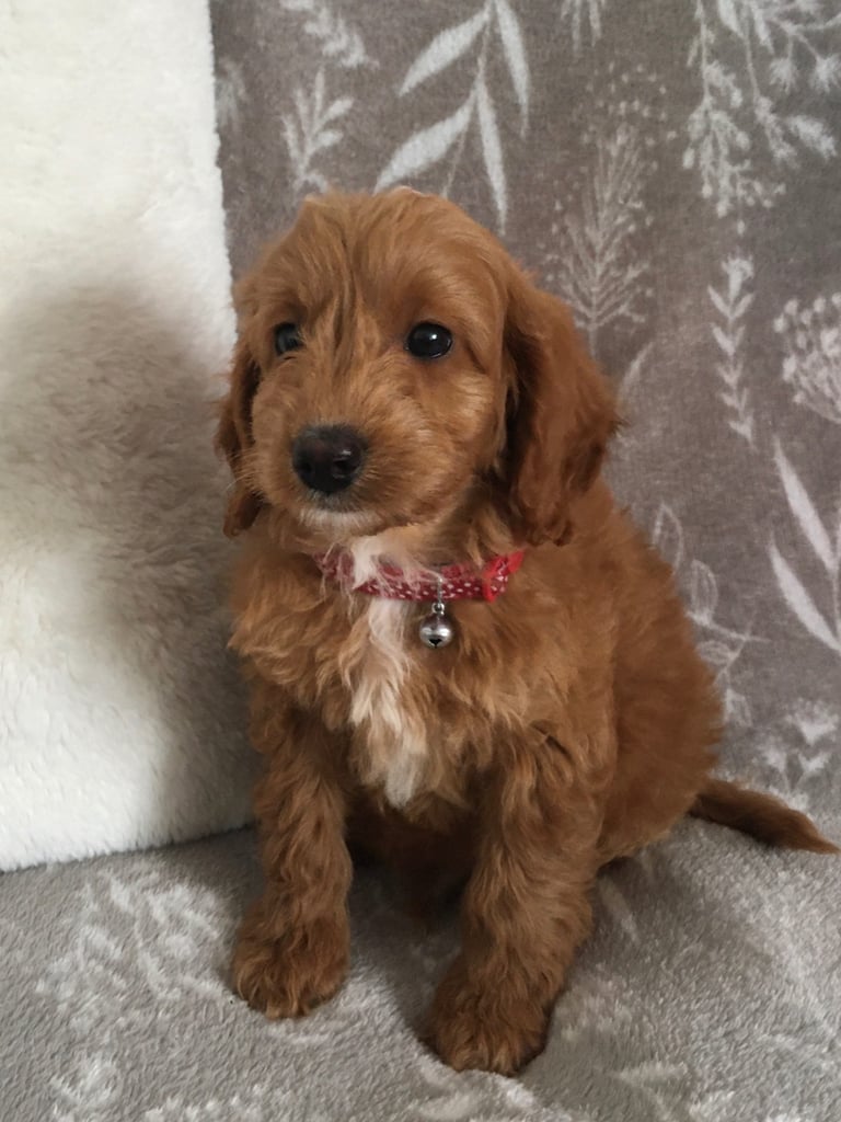 F1B Cockpoo Puppies