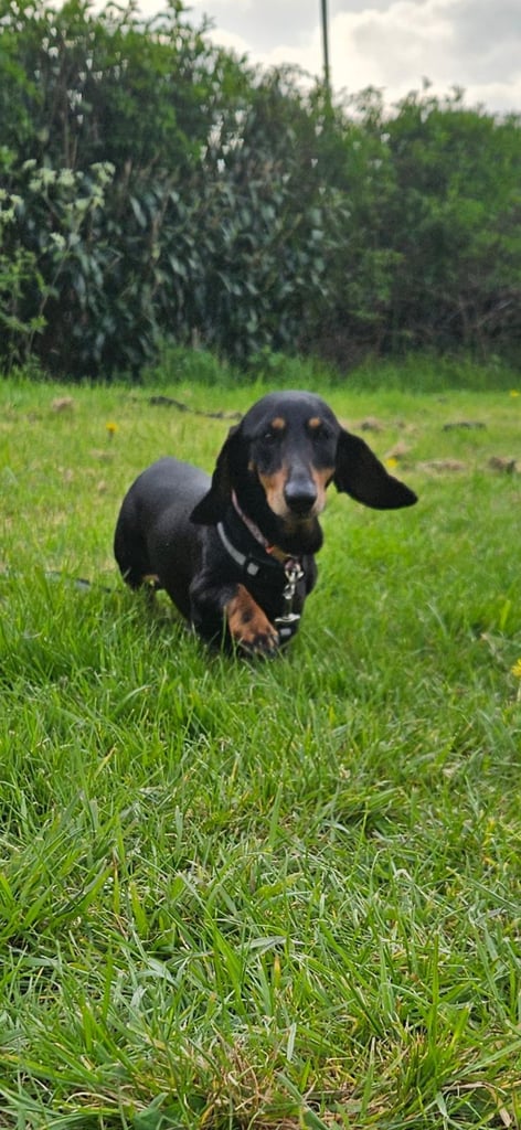 4 years old miniature dachshund 