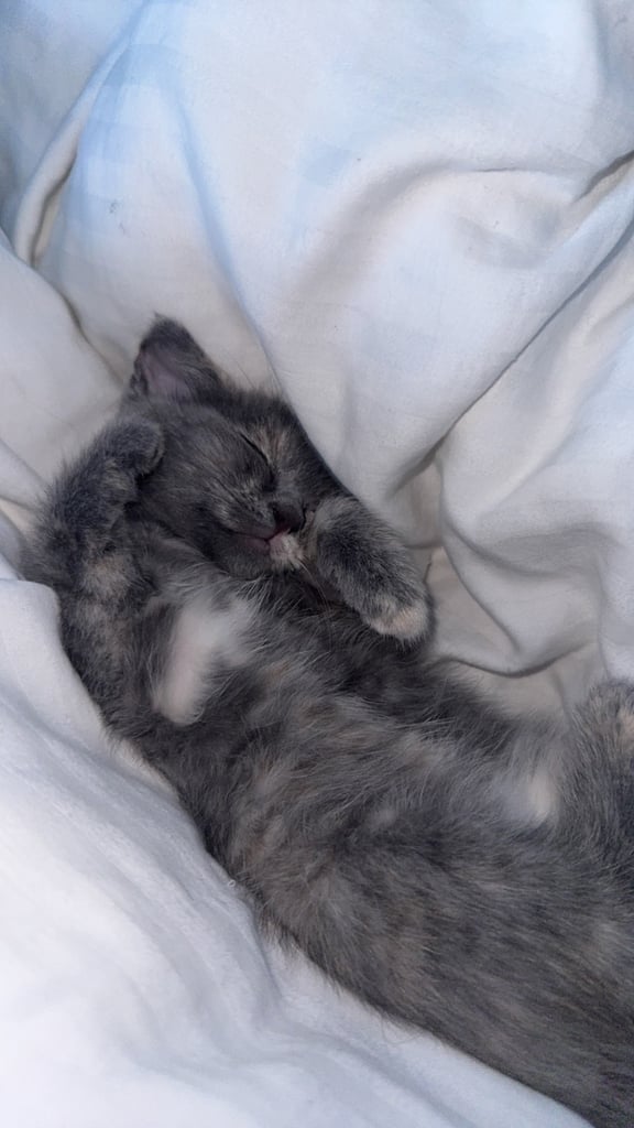 Kitten Ready to leave