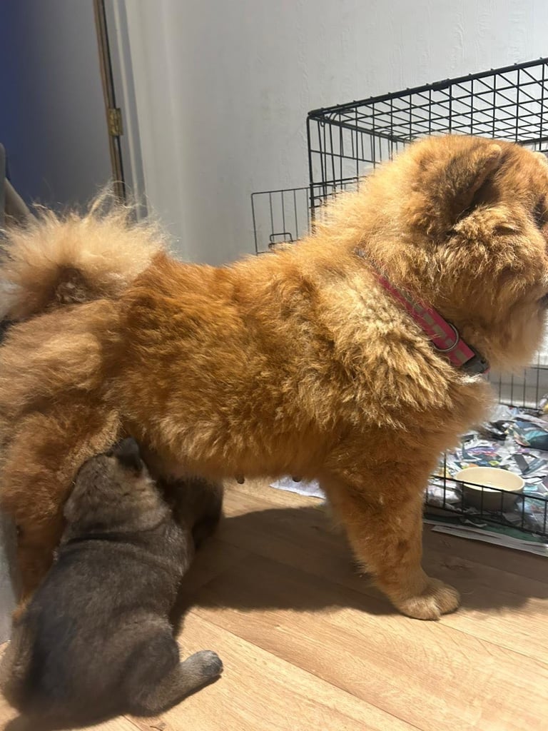 Chow chow cross Akita puppies 