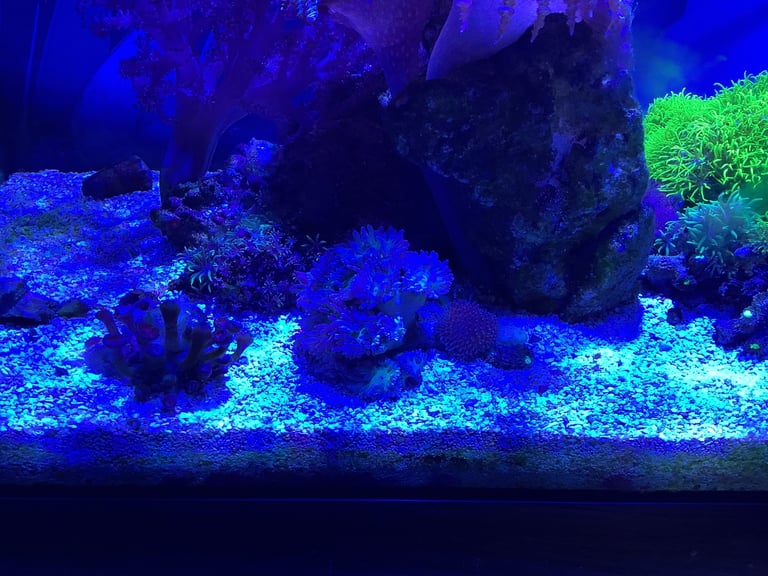 Contents of fish tank and accessories 