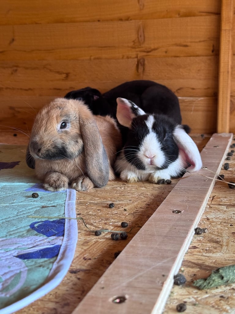 image for Bunnies for sale 